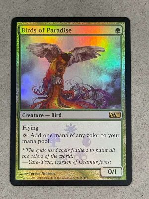 165BIRPM11F Birds of Paradise