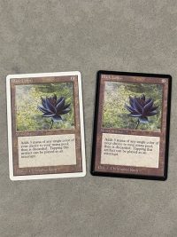Black Lotus